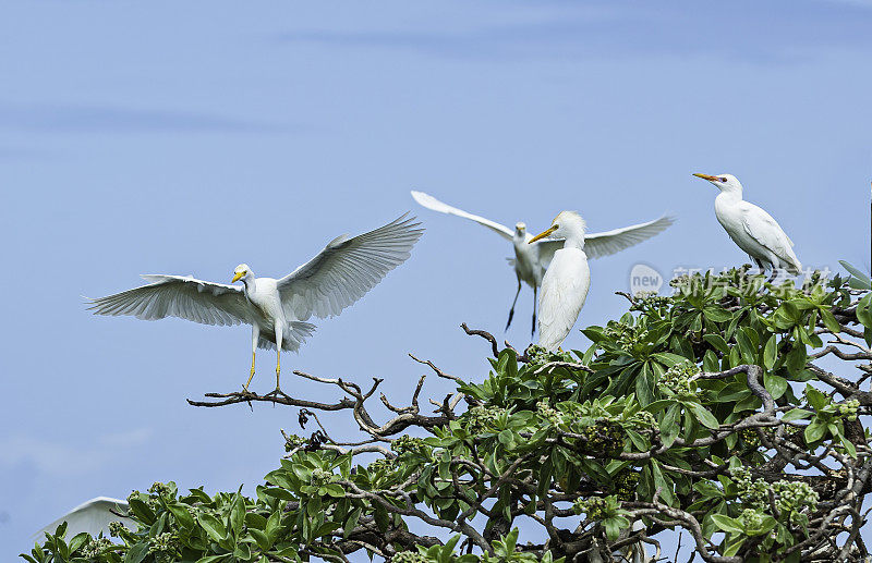 牛白鹭(Bubulcus ibis)是鹭科苍鹭的一种世界性物种，分布于热带、亚热带和暖温带地区。Papahānaumokuākea海洋国家纪念碑，中途岛，中途岛环礁，夏威夷群岛。
